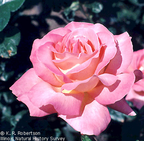 k&nbsp;mm_428@yahoo.com